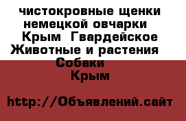 чистокровные щенки немецкой овчарки - Крым, Гвардейское Животные и растения » Собаки   . Крым